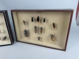 two framed display cases with insects in them sitting on a table
