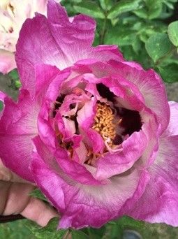 a person holding a pink flower in their hand