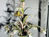 a potted plant hanging from the ceiling in a room