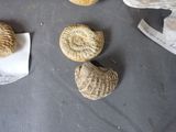 several fossil specimens are displayed on a table with a piece of paper in the foreground