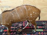 a small animal that is standing on a rug