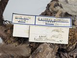 two stuffed animals that are sitting on top of a tree