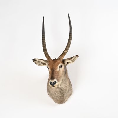 une tête d'antilope accrochée à un mur blanc