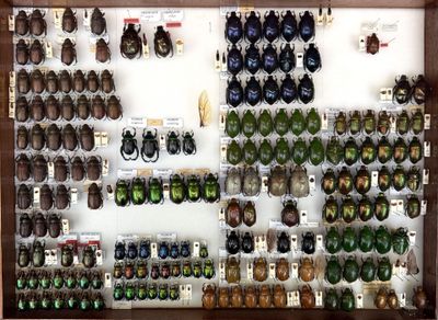 many beetles on display in a display case