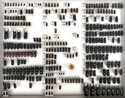 a lot of beetles that are on display on the wall