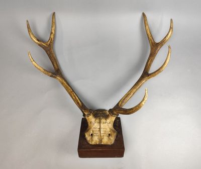 un gros plan de la tête d'un cerf sur fond blanc