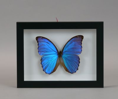 a blue butterfly in a black frame on a white background