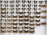 de nombreux papillons exposés dans une vitrine