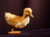 a small duck that is standing on a wooden stand