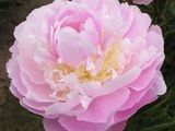 a large pink flower that is blooming in the garden