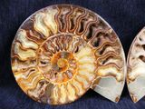 two fossilized ammonites are shown on a blue cloth