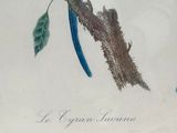 a blue bird sitting on a branch of a tree