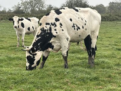 trois vaches qui paissent ensemble dans l'herbe
