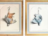 deux photos encadrées représentant un oiseau et un poisson, suspendues à un crochet