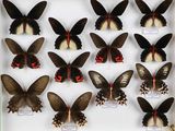 de nombreux papillons exposés dans une boîte