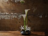 une fleur blanche dans un vase noir posé sur une table en bois