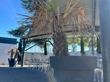 a large potted palm tree in the middle of a parking lot