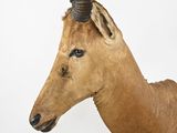 a taxi deer with horns on a white background