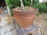 une plante posée dans un pot sur un banc