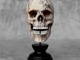an image of a skull head on a black stand