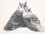 deux chouettes assises l'une à côté de l'autre