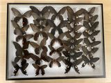 a lot of butterflies in a box on a table