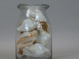 a glass jar with shells in it on a table