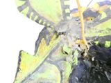 un gros plan d'un papillon posé sur une feuille de papier