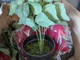 une plante posée dans une boîte par terre
