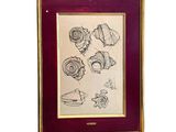 drawing of shells and fish in a gold frame on a white background