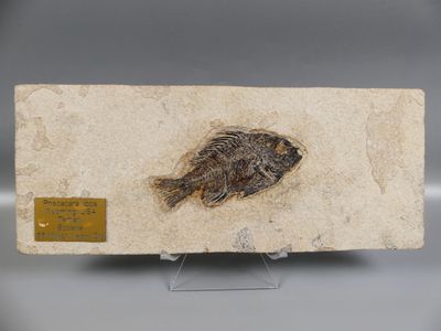 a fossil fish is displayed on a stone block