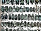 a lot of beetles that are hanging on the wall