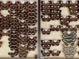 two pictures of a display of butterflies in a glass case