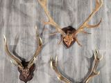 deux têtes de cerf accrochées au mur d'une pièce avec un parquet