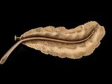 une image représentant une broche en forme de feuille d'or sur fond noir