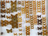 de nombreux papillons exposés dans une vitrine