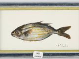 painting of a fish in a frame on a white background