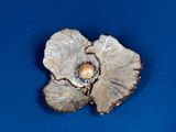 a flower brooch with a pearl in it on a blue surface