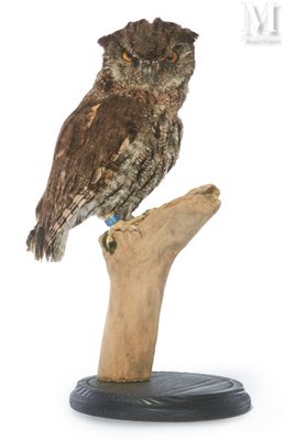 an owl that is sitting on top of a tree branch