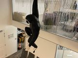 a statue of a monkey hanging from the ceiling