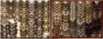 two pictures of different types of feathers in a display case