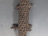 un petit lézard qui est allongé par terre