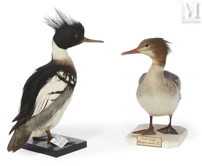 two birds that are standing next to each other
