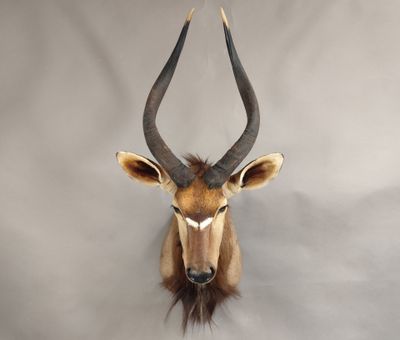 une tête d'antilope empaillée accrochée au mur, avec de longues cornes