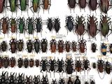 a lot of beetles that are on display on the wall