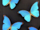 six blue butterflies in a shadow box on a black surface