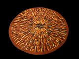 une pizza posée sur une assiette, sur une table