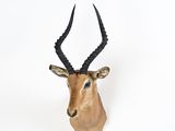 L'antilope se tient debout sur une surface blanche, avec une longue corne d'antilope.
