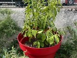 a plant in a red pot in the middle of the yard