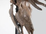 skull of a deer with antelope mounted to it ' s antelope